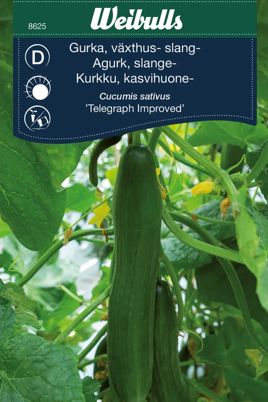 Agurk, 'Telegraph Improved'