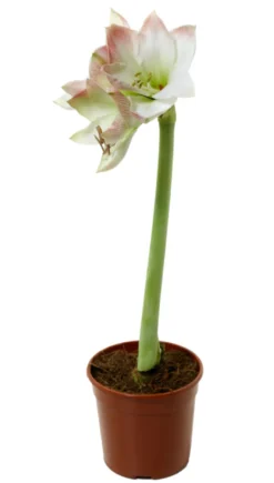 Amaryllis 12 cm