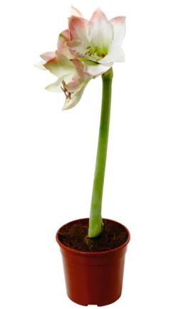 Amaryllis 12 cm
