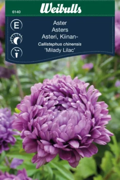 Asters 'Milady lilac'