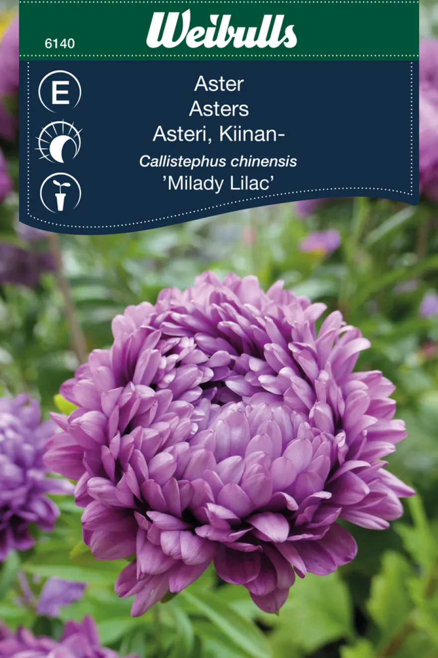 Asters 'Milady lilac'