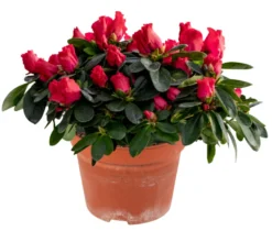Azalea 12 cm