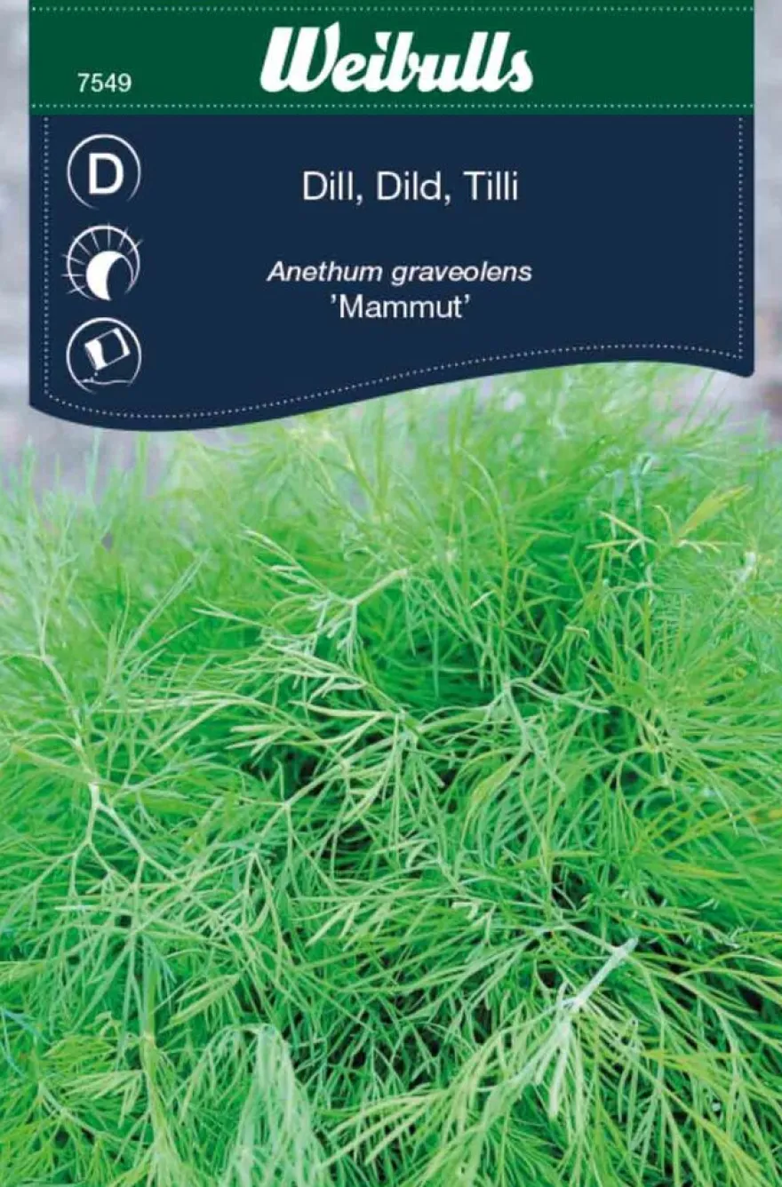 Dill 'Mammut'