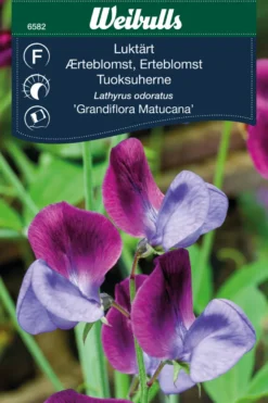 Erteblomst 'Grandiflora Matucana'