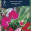 Erteblomst, lav 'Mix'