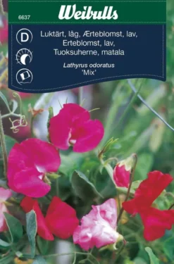 Erteblomst, lav 'Mix'