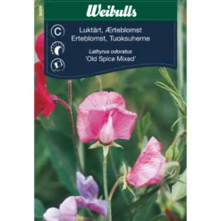 Erteblomst 'Old Spice Mixed'