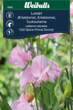 Erteblomst 'Old Spice Prima Donna'
