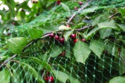 Fuglenett 2 x 5 meter - Garden®