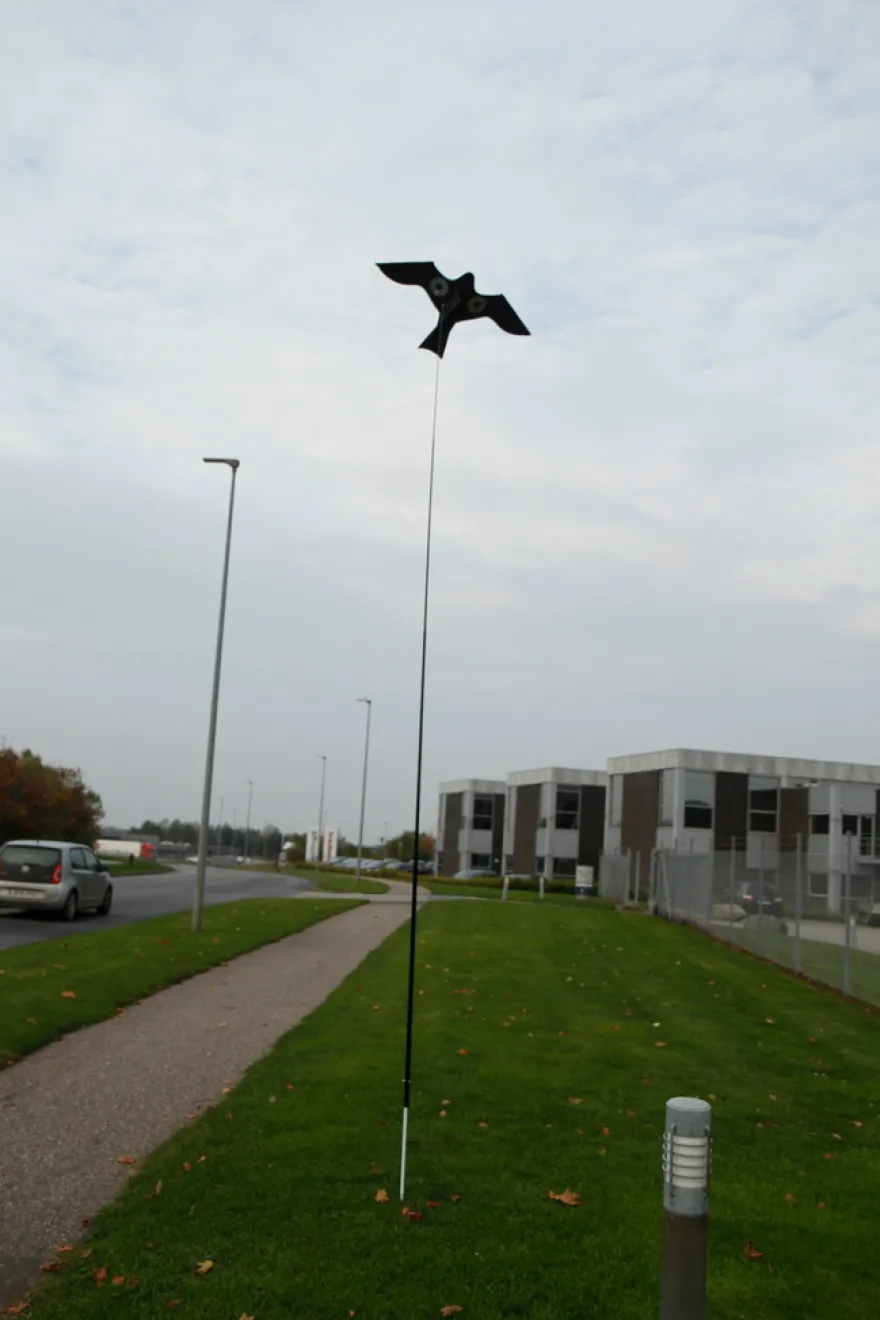 Fugleskremsel drage
