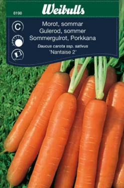Gulrot, sommer 'Nantaise 2'