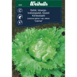 Isbergsalat 'Calmar'