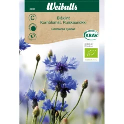 Kornblomst økologisk
