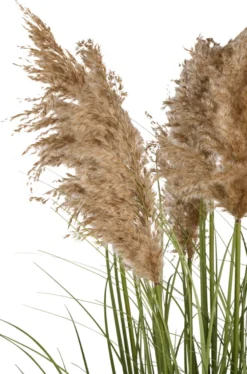 Kunstgress med ekte pampas 120 cm