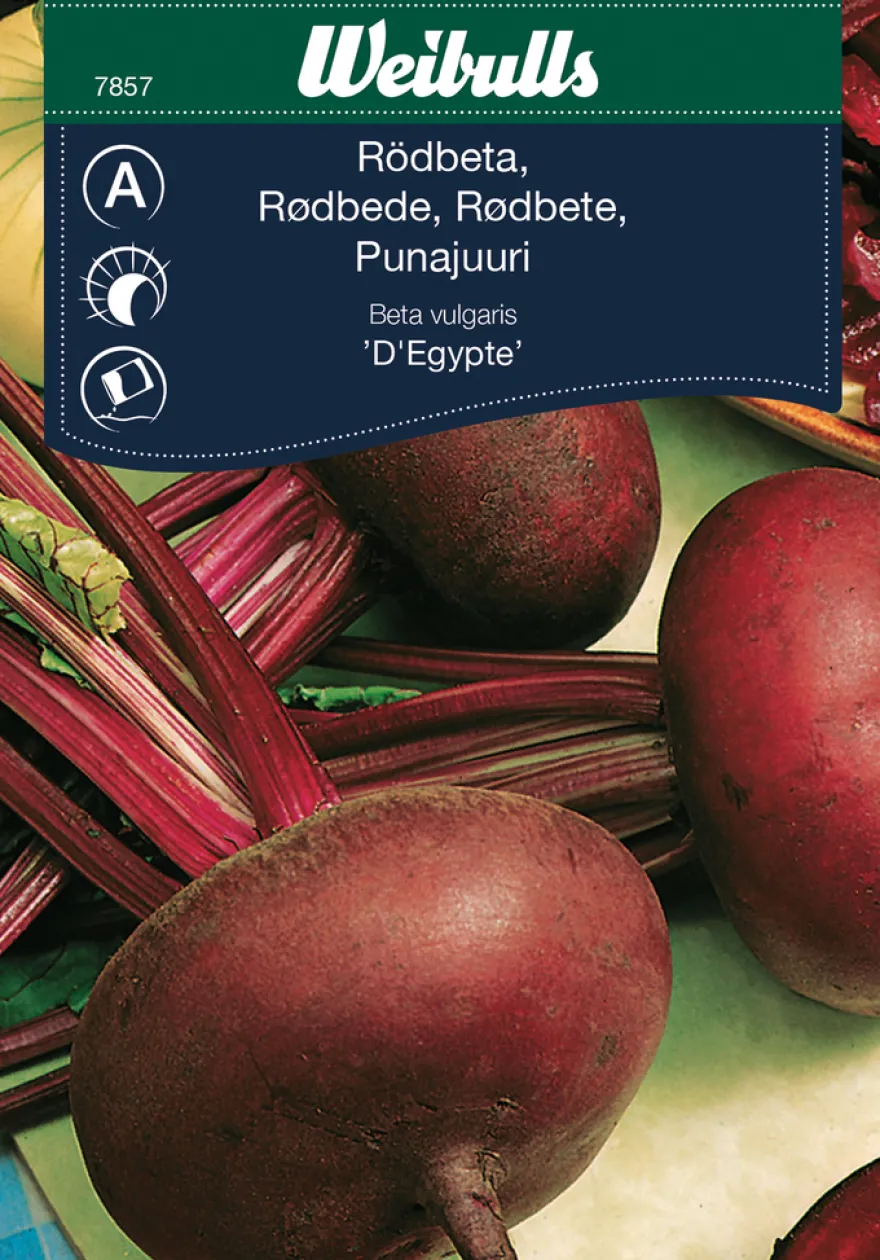 Rødbeter 'D'Egypte'