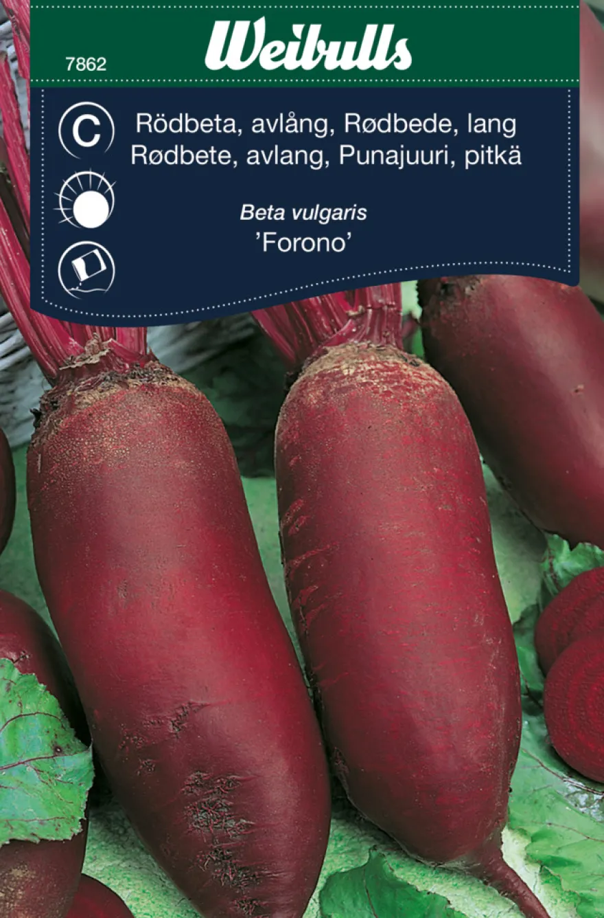 Rødbeter lang cylindra