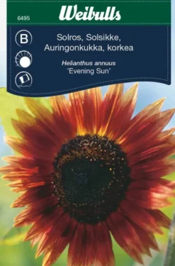 Solsikke "Evening Sun"