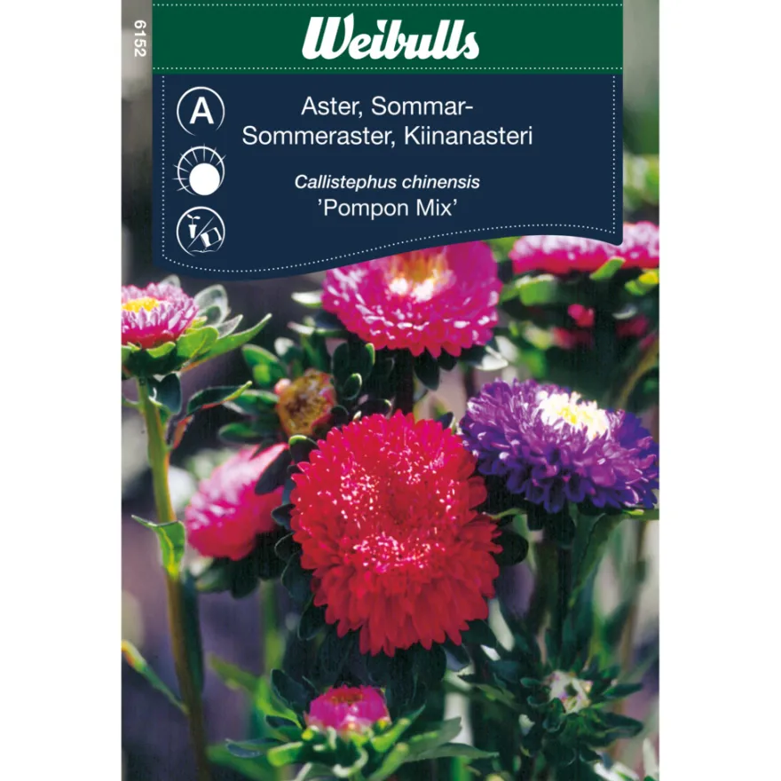 Sommerasters - "Pompon Mix"