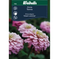 Zinnia Elegans 'Dream Lavender'
