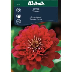 Zinnia Elegans 'Scarlet Flame'